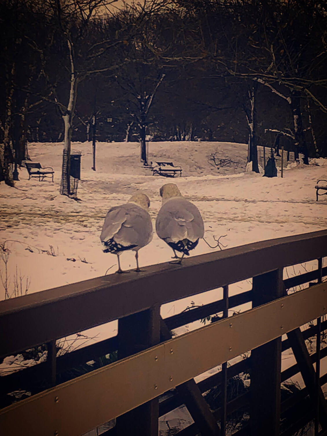 Lovebirds